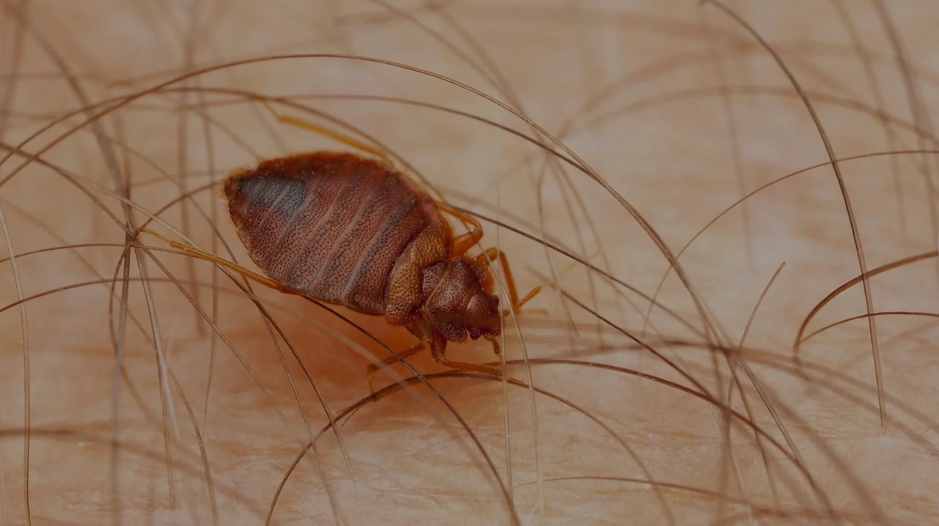 punaise de lit paris